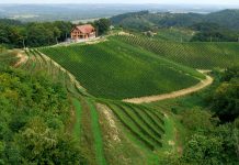 Prvo vino na Lovrečan bregu proizveli su slovenski fratri