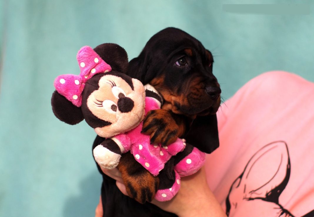 izložba pasa_pušća_kinološko društvo zaprešić8