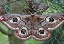 Čarobni svijet noćnih leptira u Radoboju