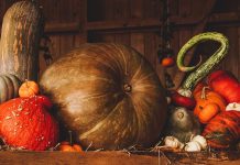 Zlatna jesen zabočka stiže kod Regeneratora