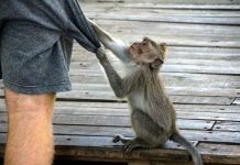 Ima li vaš susjed pitona, majmuna ili tigra? Nisu svi ljubimci