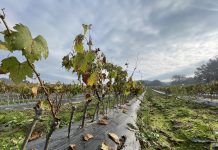 Belini starohrvatskoj Potvrda o priznavanju klona