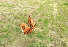 Grad Oroslavje se brine i o psima i mačkama, financira kastraciju