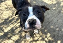 Iz Kuršanca spasili staforda s rodovnicom, kujica uginula