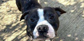 Iz Kuršanca spasili staforda s rodovnicom, kujica uginula