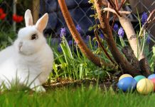 Po prvi puta uskrsnice i za zabočke umirovljenike