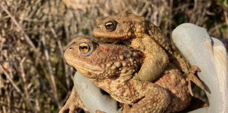Da ne bi stradale na cesti, Zagorje zeleno spašava žabe