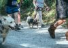 Bežiju Dedek Kajbumščak, Šumski Gujdek i Mali Krap