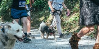 Bežiju Dedek Kajbumščak, Šumski Gujdek i Mali Krap
