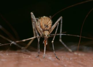 U Oroslavju dezinsekcija komaraca zbog virusne bolesti
