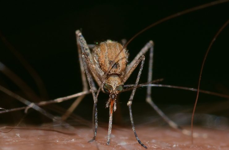 U Oroslavju dezinsekcija komaraca zbog virusne bolesti