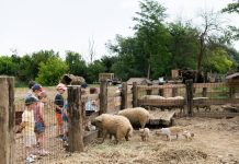 Kamo u subotu? Na Family Farm Sudar u Oroslavje
