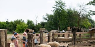 Kamo u subotu? Na Family Farm Sudar u Oroslavje